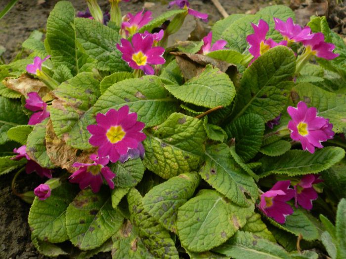 DSCN2388 - FEBRUARIE 2014