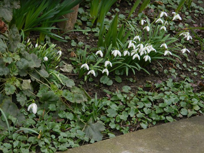 DSCN2389 - FEBRUARIE 2014