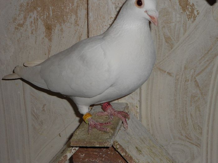 PUI SCOS DIN PITICA SI MASCUL. DV.