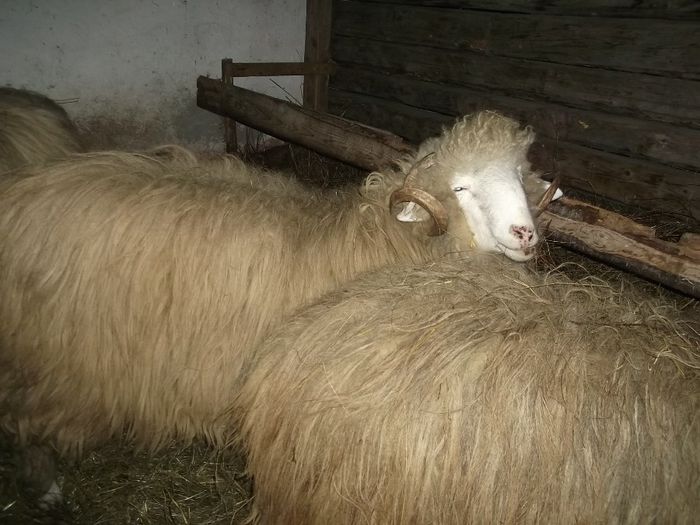 Picture 1742 - Carlani 2013-2014