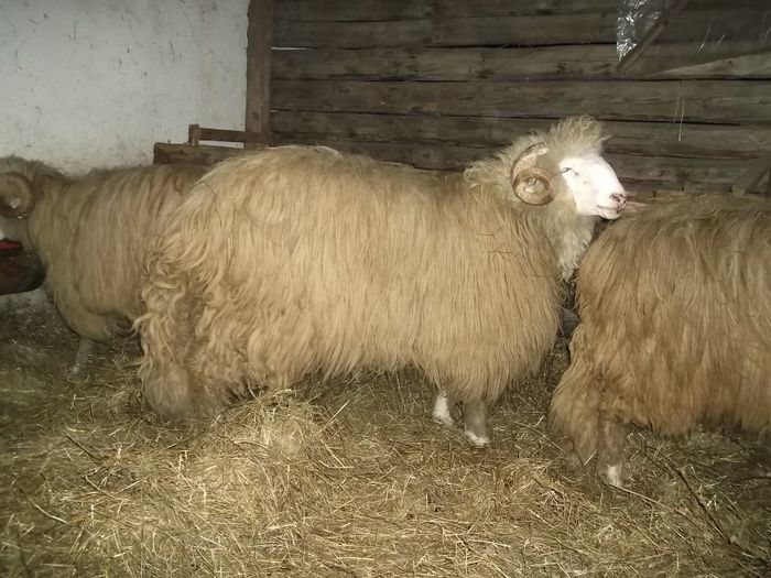 Picture 1744 - Carlani 2013-2014