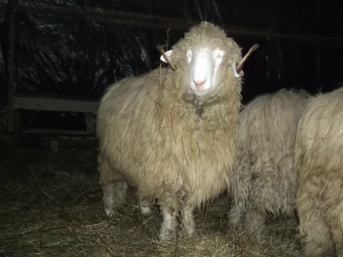 Picture 1745 - Carlani 2013-2014