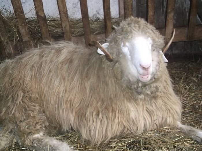 Picture 1750 - Carlani 2013-2014