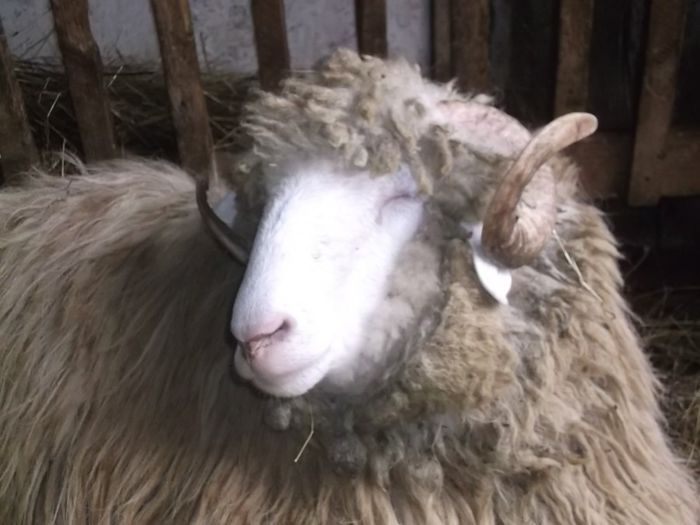 Picture 1753 - Carlani 2013-2014