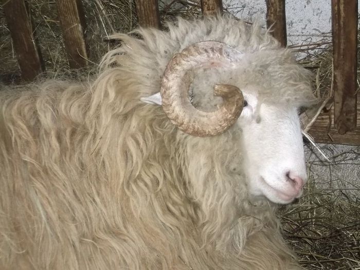 Picture 1758 - Carlani 2013-2014