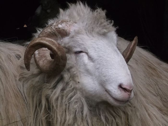 Picture 1760 - Carlani 2013-2014