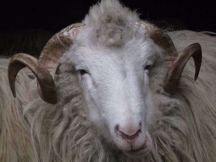 Picture 1762 - Carlani 2013-2014