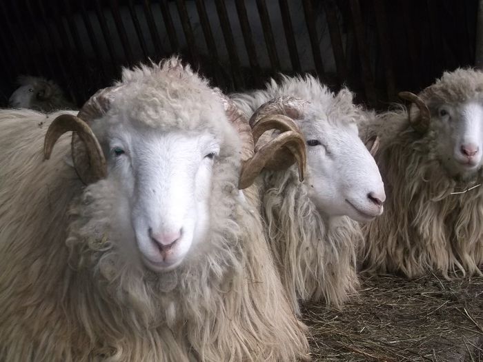 Picture 1764 - Carlani 2013-2014