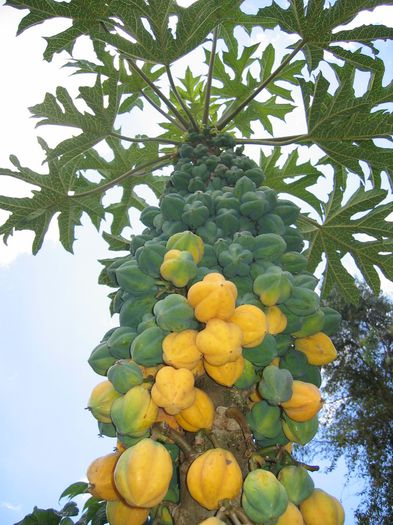 papaya de munte