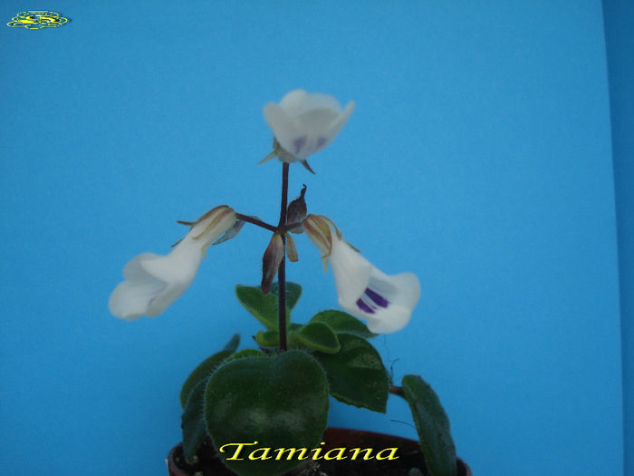 Tamiana (25-01-2014) - Primuline 2014