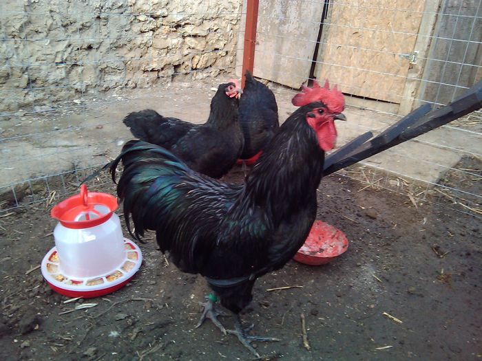 nou gaini 015 - Australorp negru