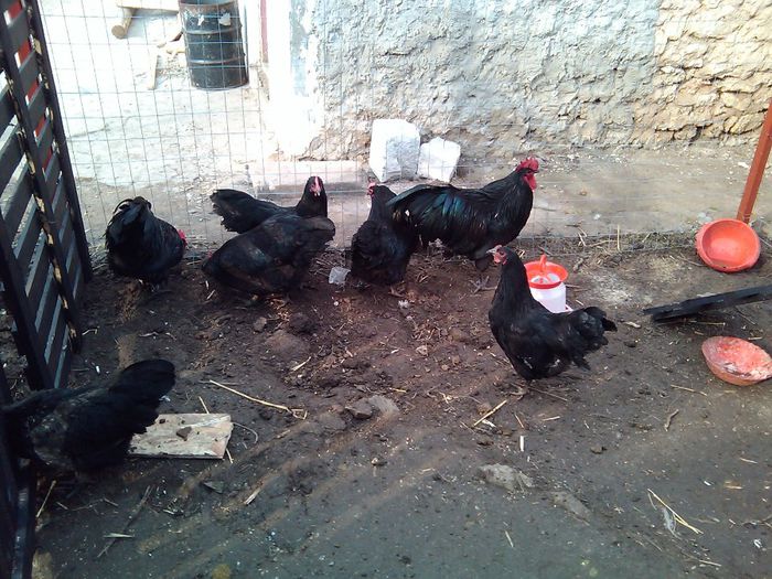 nou gaini 027 - Australorp negru