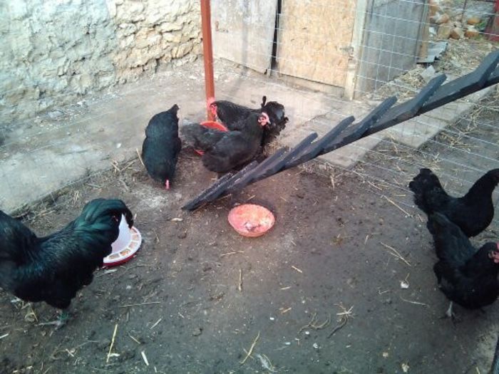 nou gaini 018 - Australorp negru