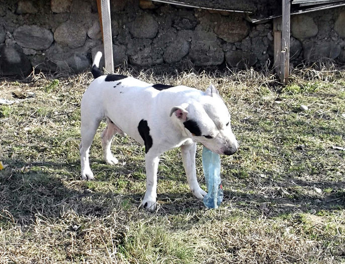  - Amstaff masculi si femele de vanzare-VANDUTI