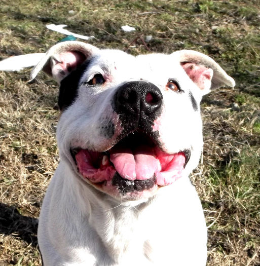  - Amstaff masculi si femele de vanzare-VANDUTI