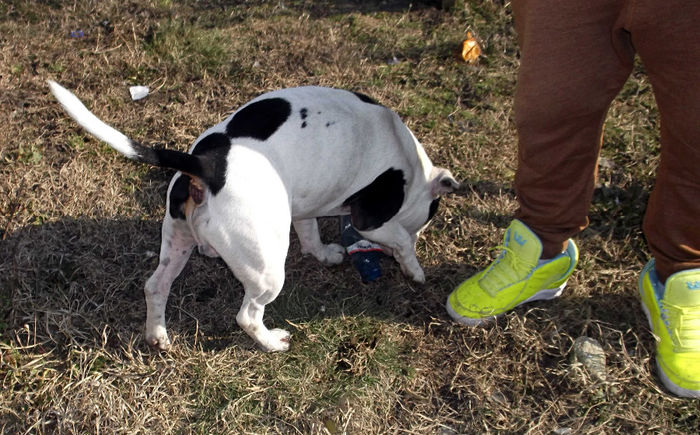  - Amstaff masculi si femele de vanzare-VANDUTI