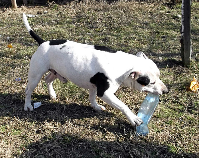  - Amstaff masculi si femele de vanzare-VANDUTI