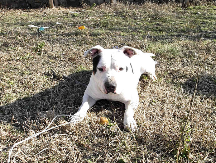  - Amstaff masculi si femele de vanzare-VANDUTI