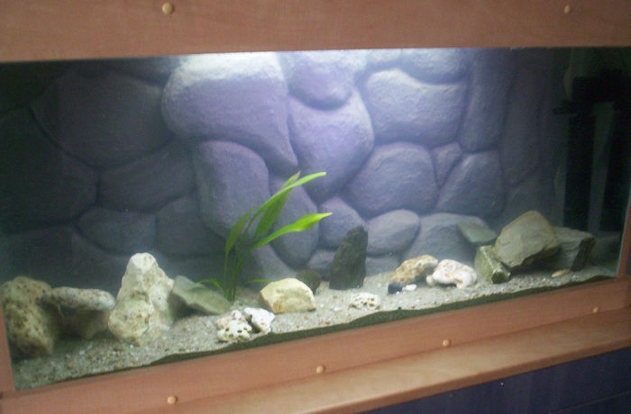 Acvariu 2006; ...pus la ciclat
