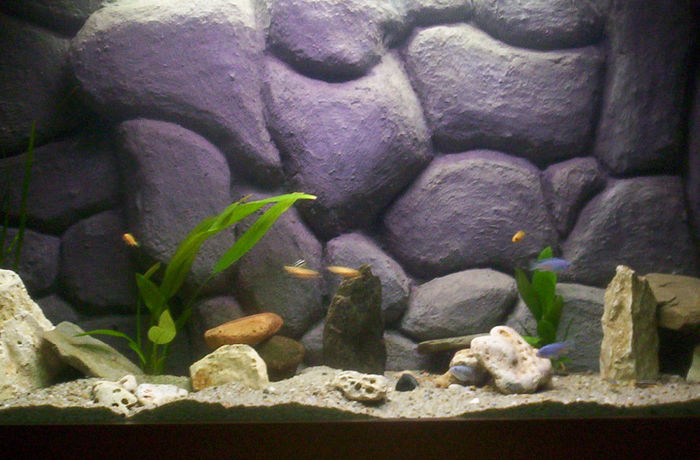 6 mai 2006; Primii locatari
