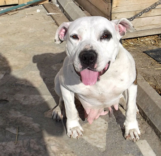  - Amstaff masculi si femele de vanzare-VANDUTI