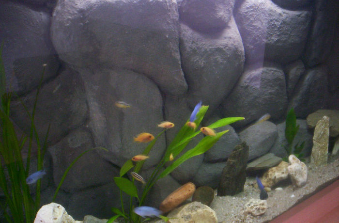 6 mai 2006; Primii locatari
