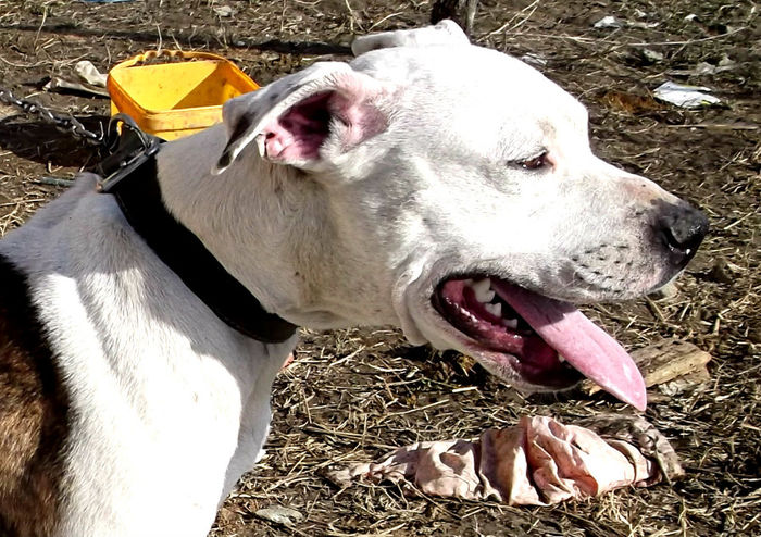  - Amstaff masculi si femele de vanzare-VANDUTI