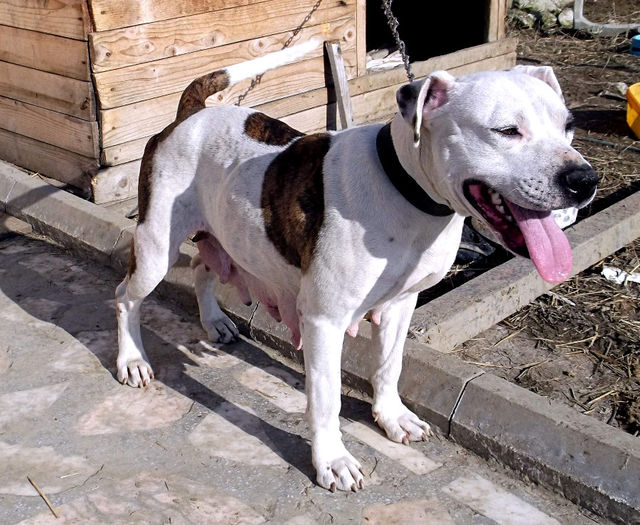  - Amstaff masculi si femele de vanzare-VANDUTI