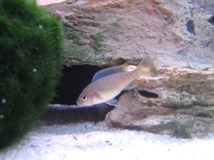 Decembrie 2008 - Acvariu 2008 Ciclide Malawi