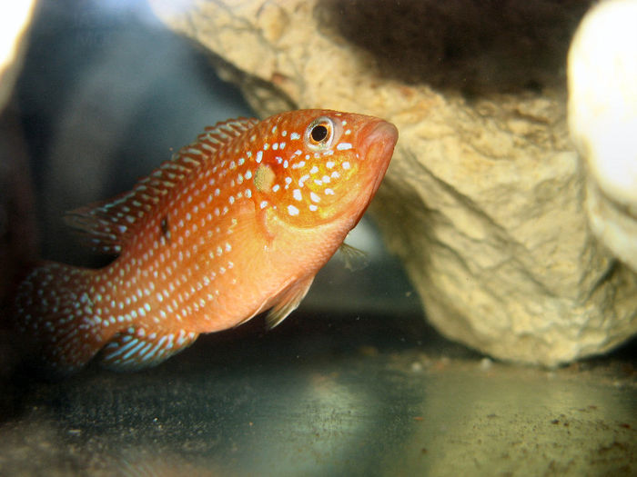 Hemichromis lifalili