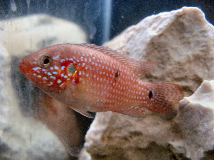 Hemichromis lifalili