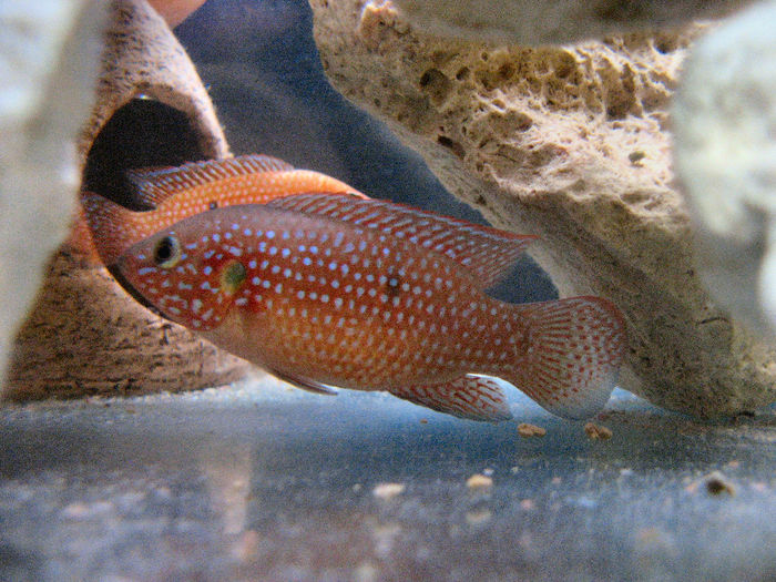 IHemichromis lifalili - Acvariu 2008 Hemichromis lifalili