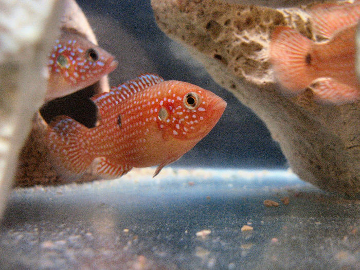 Hemichromis lifalili