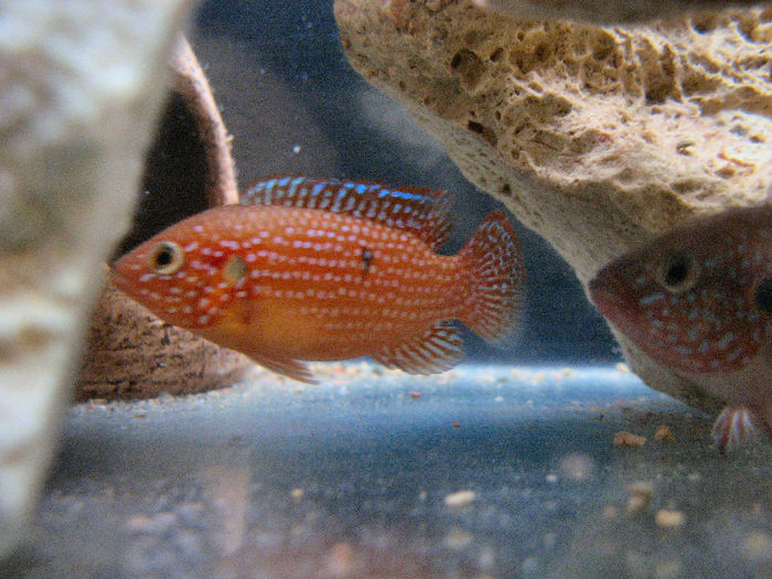 Hemichromis lifalili