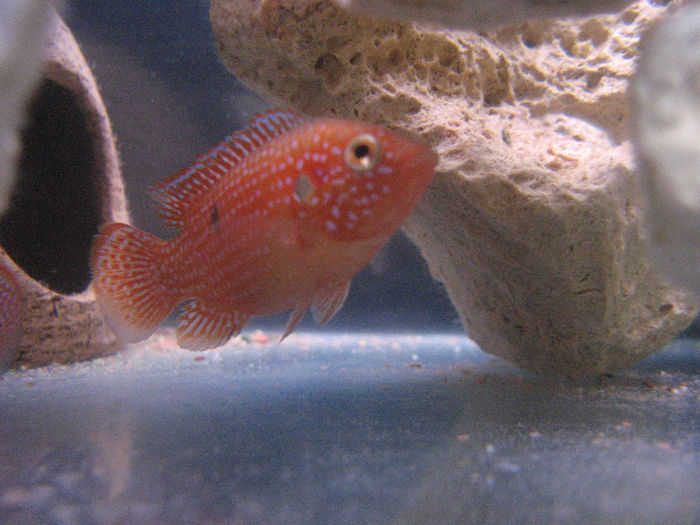 Hemichromis lifalili