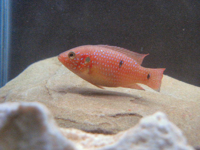 Hemichromis lifalili