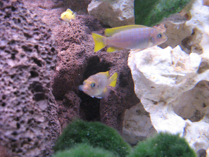 Acvariu 2009; Acvariu 2009
