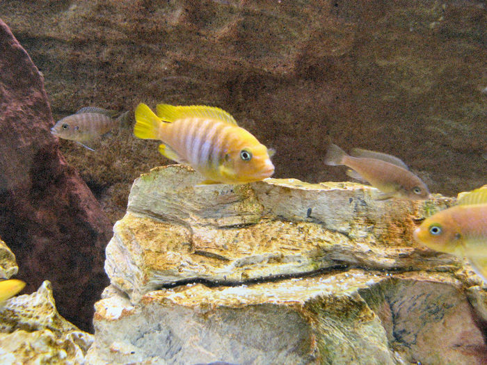 Acvariu 2009; Pseudotropheus Zebra Gold
