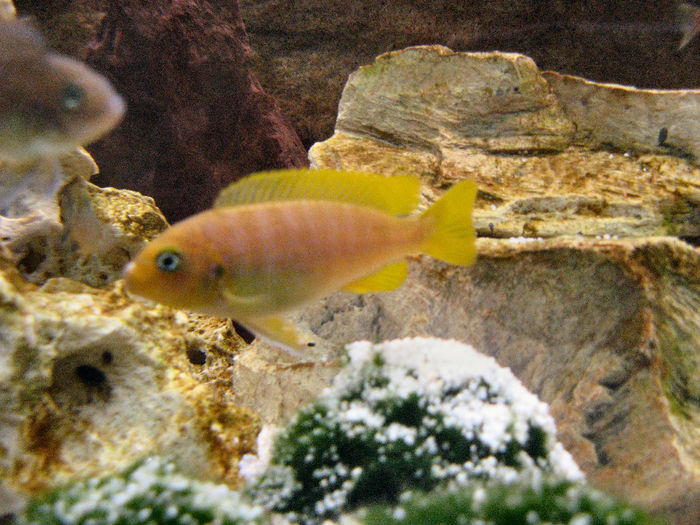 Acvariu 2009; Pseudotropheus Zebra Gold
