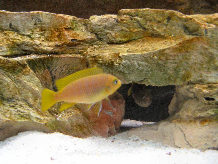 Acvariu 2009; Pseudotropheus Zebra Gold
