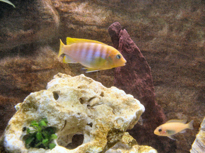 Acvariu 2009; Pseudotropheus Zebra Gold
