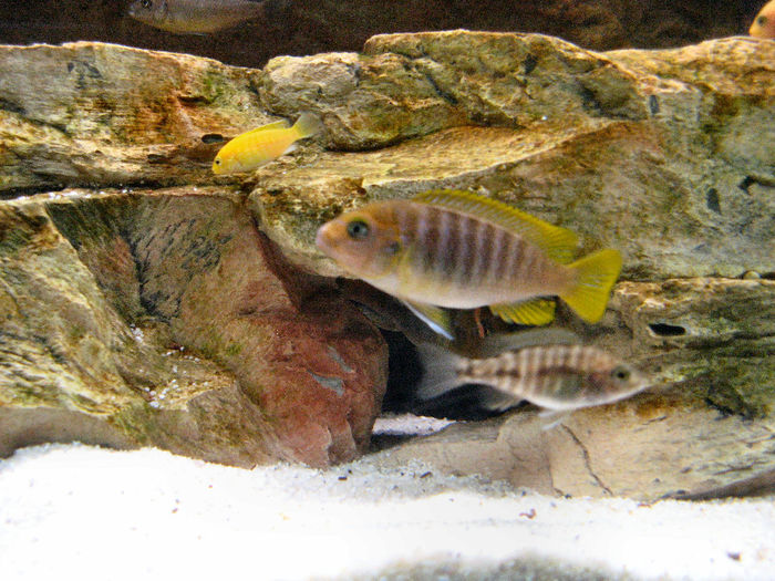 Acvariu 2009; Pseudotropheus Zebra Gold
