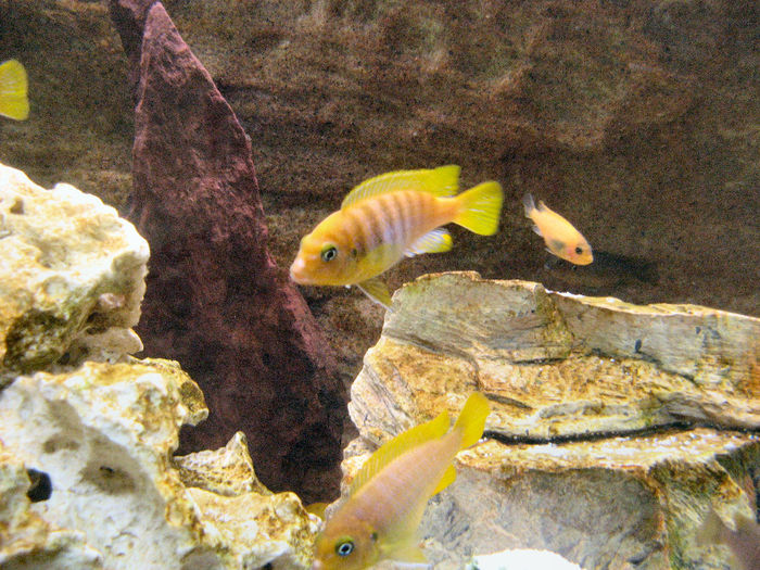 Acvariu 2009; Pseudotropheus Zebra Gold
