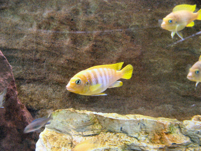 Acvariu 2009; Pseudotropheus Zebra Gold
