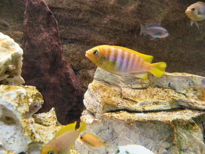 Acvariu 2009; Pseudotropheus Zebra Gold
