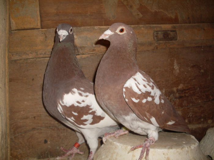 p1(m2007 DV)(f2011 HUNG) DERBI