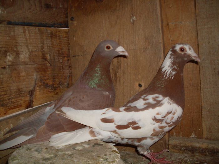 p3 (f2013ro)(m2010 HUNG)