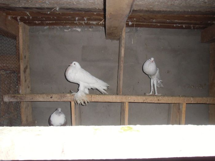 IMG_0060 - Porumbei