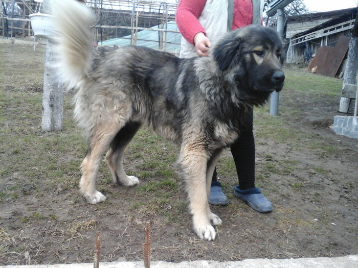 20140220_155743 - Caini ciobanesti din localitate