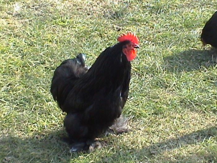 DSC03820 - Gainusele mele pitici si negre DE VANZARE